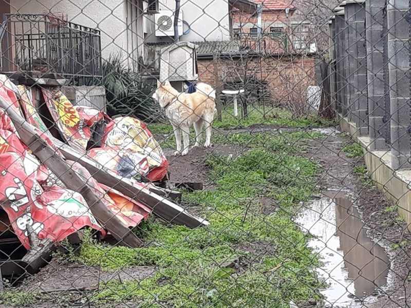 Изверг  отрови със стрихнин домашно куче в Банево, за да обере къща (ВИДЕО)