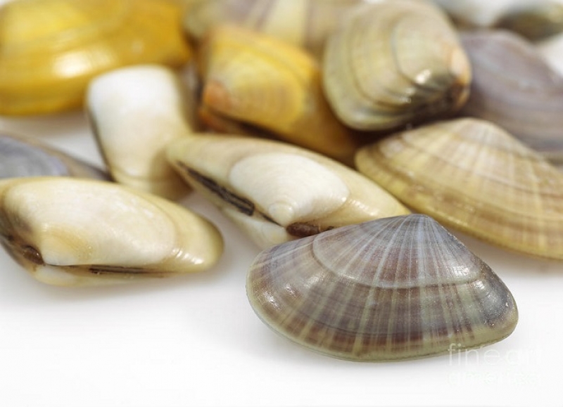 Заловиха бракониер на бяла пясъчна мида в Аркутино