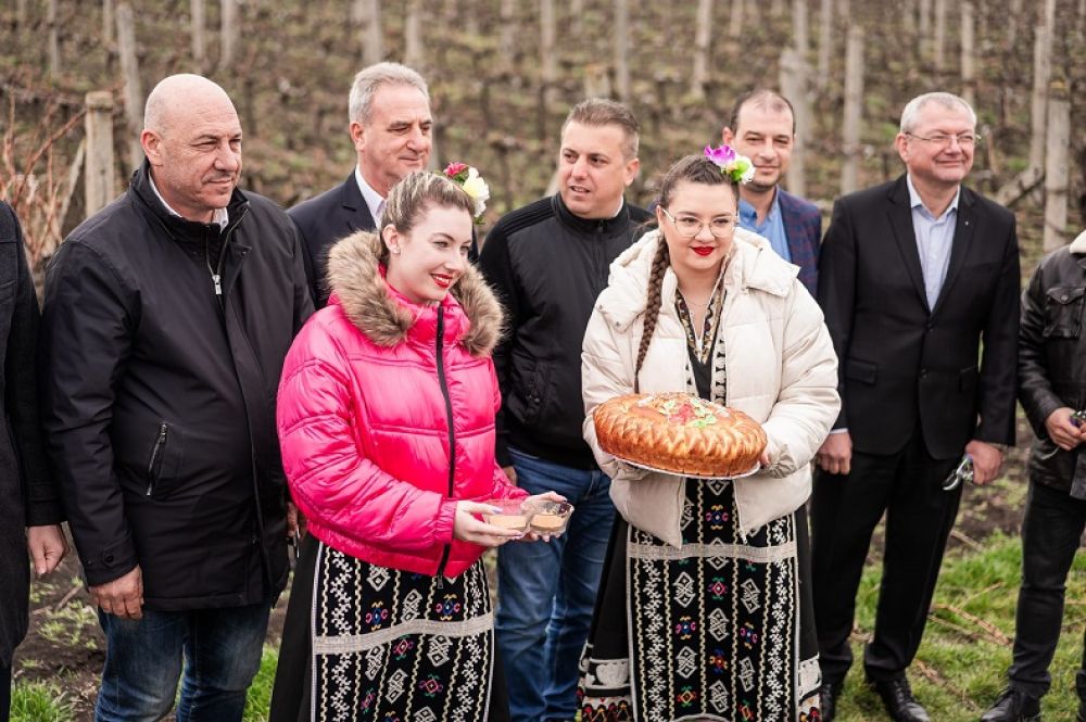 Лозаро-винарският бранш заряза ритуално лозите в Поморие 