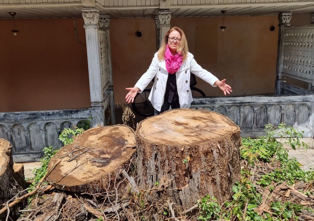 Богатство или пречка са възрастните улични дървета в Бургас