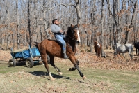 Кушии с коне за Тодоровден в Приморско
