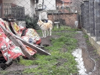 Изверг  отрови със стрихнин домашно куче в Банево, за да обере къща (ВИДЕО)