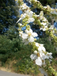 Изключително рядък бял лопен цъфна в ПП „Странджа“