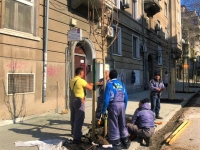 Засадиха вносни дръвчета в центъра на Бургас