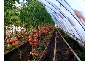 Българските оранжейни зеленчуци изчезват с понижаването на температурите