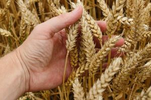 Застрашена е пшеницата в област Добрич