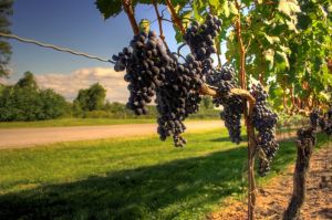 Дигитализацията навлиза в родното лозарство и винарство