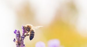 Пчелни майки от чужд произход застрашават българската медоносна пчела