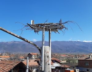 Електроразпределение Юг монтира 499 нови платформи за щъркелови гнезда по стълбове от електроразпределителната мрежа